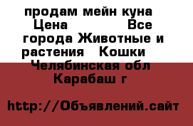 продам мейн куна › Цена ­ 15 000 - Все города Животные и растения » Кошки   . Челябинская обл.,Карабаш г.